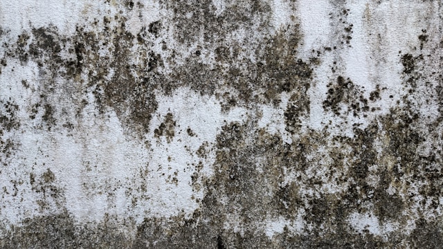 Hidden Places Mold Grows in Homes and Commercial Spaces