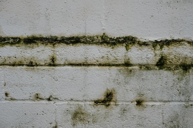 Mold Removal Methods That Help Improve Indoor Spaces