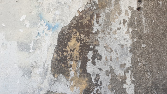 Mold Removal After Renovation Why New Interiors Can Still Develop Mold