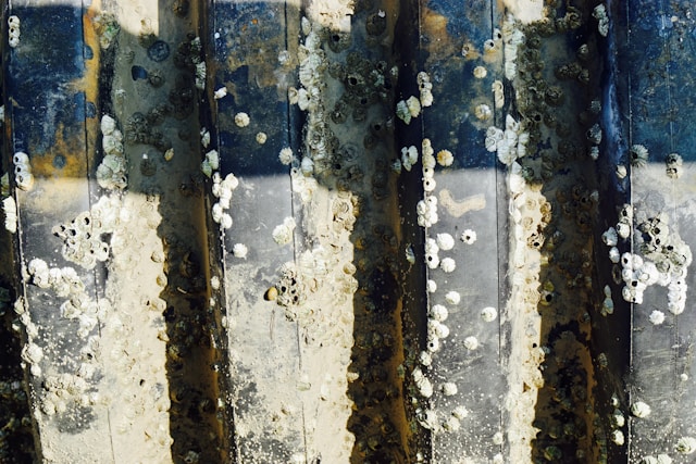 Mold Removal During Renovations Why Timing Matters