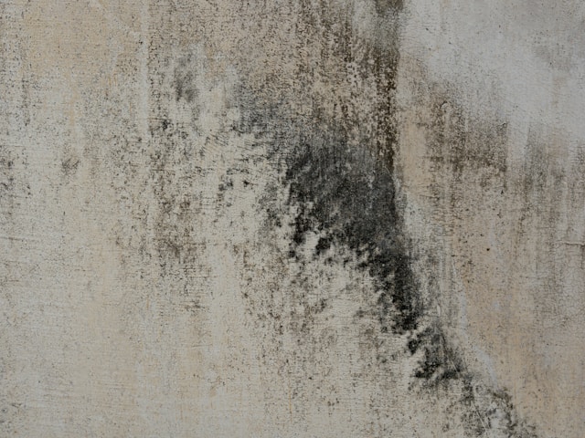 Mold Removal Tips for Rental Properties and Investment Homes