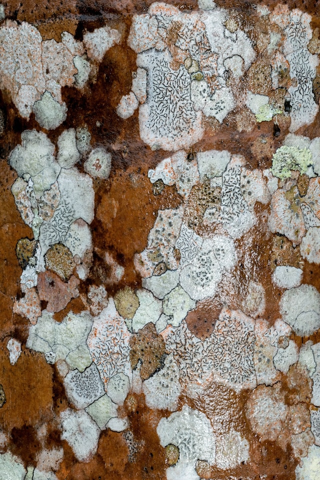 Mold Removal Warning Signs Every Property Owner Should Recognise
