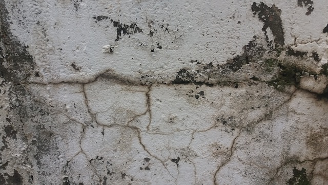 Mold Removal and Moisture Control Why They Must Go Together