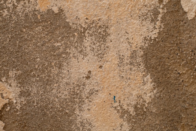 Mold Removal for Older Homes Common Challenges and Practical Solutions