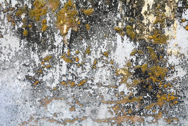 Mold Removal in Condominiums Common Causes and What Residents Can Do
