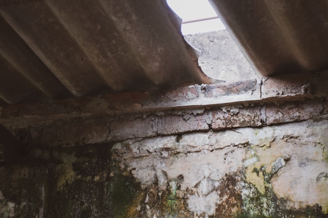 Why Professional Mold Removal Delivers Longer-Lasting Results