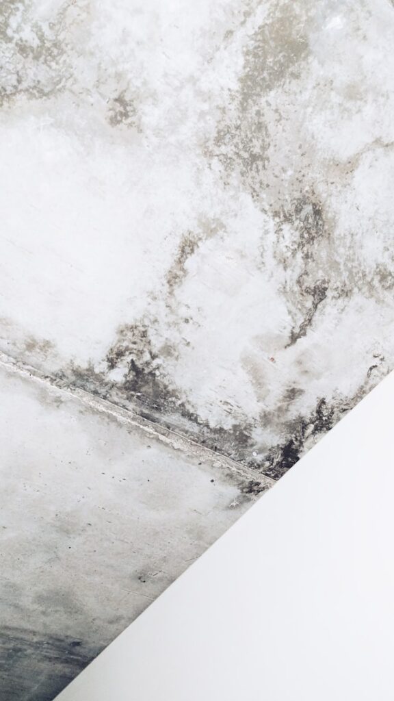 12 Mold Removal Warning Signs Property Owners Should Never Overlook