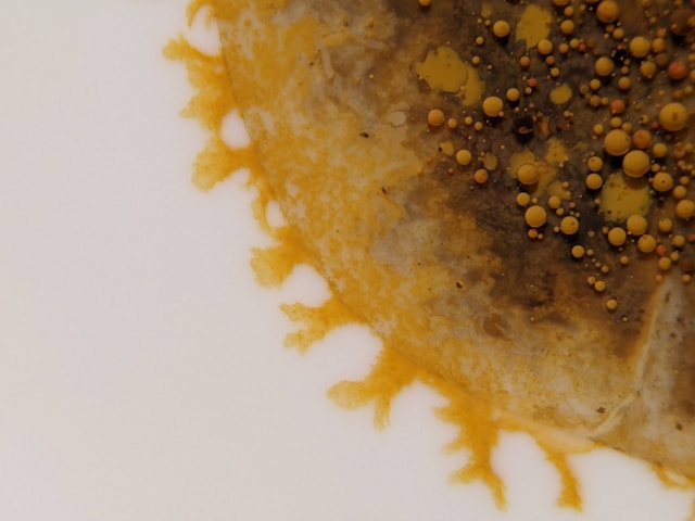 7 Mold Removal Steps That Can Help Address Recurring Problems