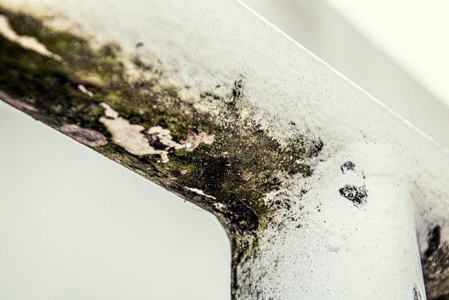 Mold Removal Is Not Just About What You Can See on the Wall