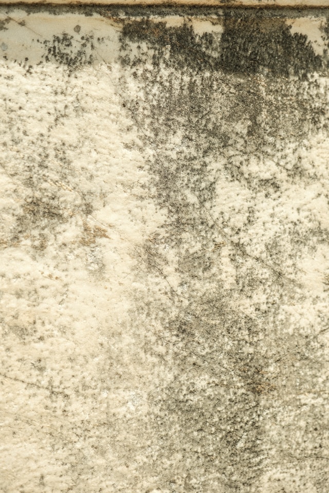Mold Removal Should Start With Finding Where the Moisture Is Coming From