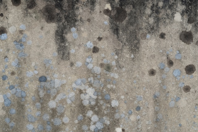 Mold Removal Solutions for Improving Indoor Living and Working Spaces