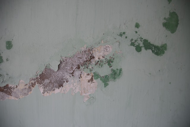 Mold Removal Why Finding the Source Matters More Than Cleaning the Surface