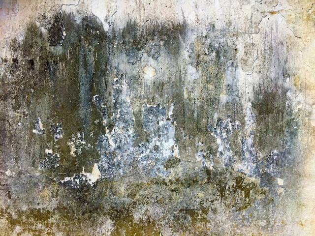 Mold Removal for Landlords Protecting Rental Properties From Long-Term Damage