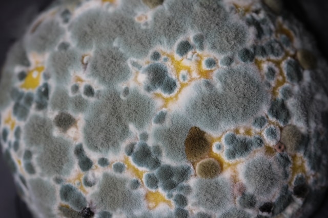 The Hidden Cost of Delaying Professional Mold Removal in Your Property