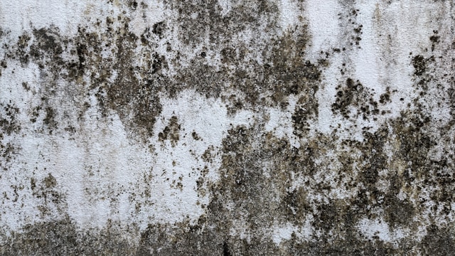 10 Mold Removal Steps That Can Help Address Problems Beyond the Visible Patch
