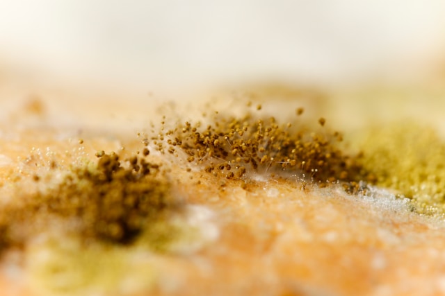 8 Mold Removal Situations That Can Start in Places You Rarely Think to Check