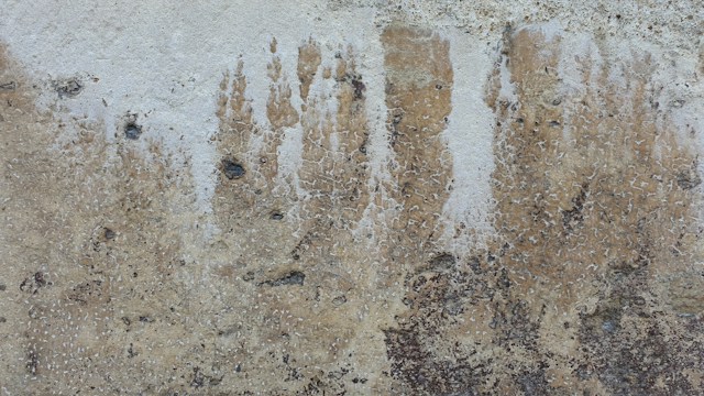 8 Mold Removal Steps to Take When You Find Growth in More Than One Room