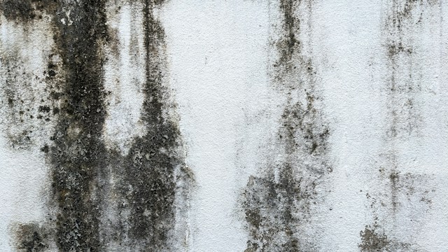 9 Mold Removal Challenges That Can Appear After Renovating an Older Property