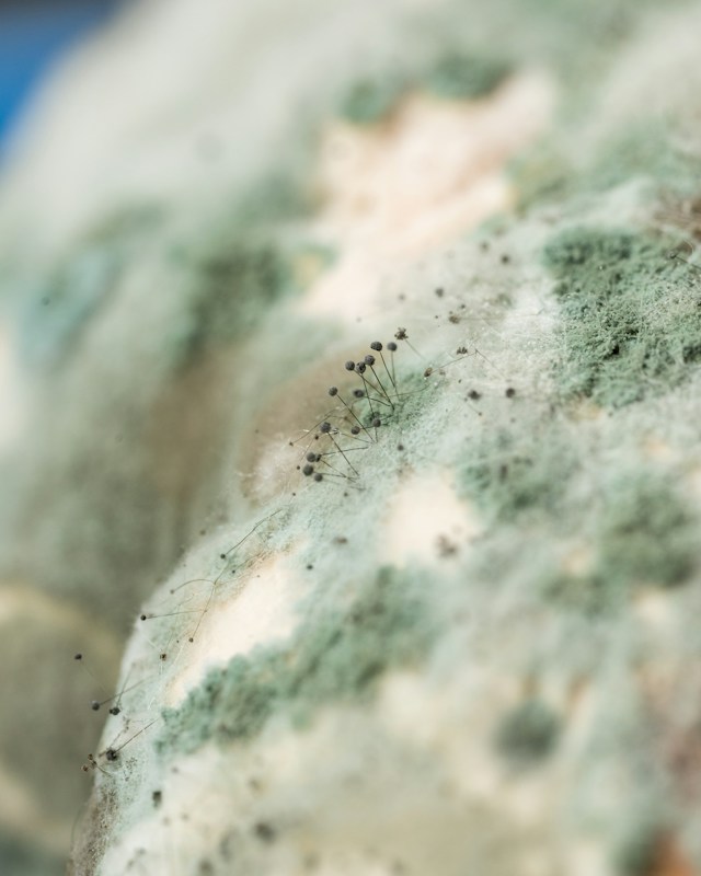 9 Mold Removal Clues That Can Reveal Where Excess Moisture Is Coming From
