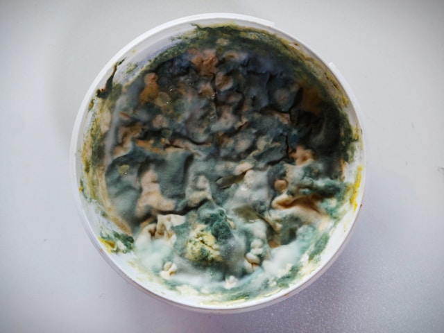 9 Mold Removal Warning Signs That May Point to a Bigger Moisture Problem