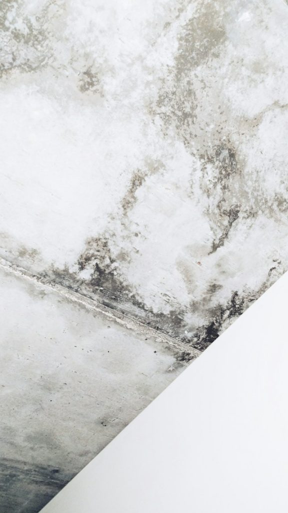 How Do You Know If You Need Mold Removal or Just a Deeper Cleaning