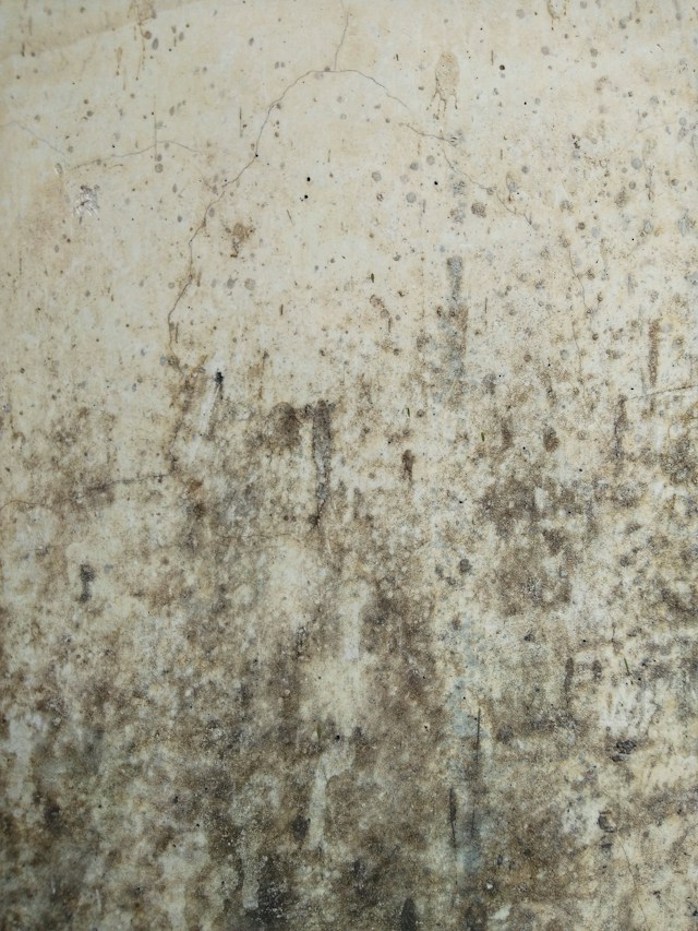 How Can You Tell Whether Mold on a Wall Is Caused by Condensation or a Leak