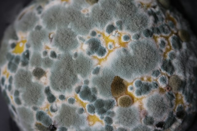 Why Does Mold Appear in Some Rooms More Easily Than Others